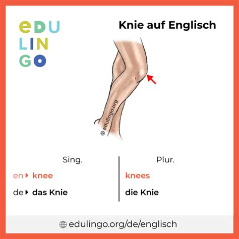 knie englisch